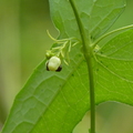 2017.7-9月-花