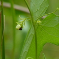 2017.7-9月-花