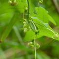 2017.7-9月-花