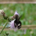 2024.04-06月.植物園