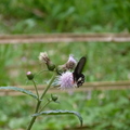 2024.04-06月.植物園