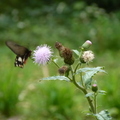 2024.04-06月.植物園