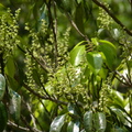 2016福山植物園