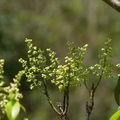 2016福山植物園