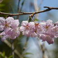 2024陽明山(花卉試驗中心.二子坪....)