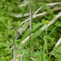 2024.04-06月.植物園