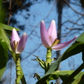 2020.2月.植物園