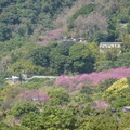 2024陽明山(花卉試驗中心.二子坪....)