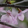 2024陽明山(花卉試驗中心.二子坪....)