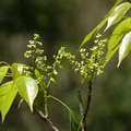 2016福山植物園