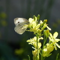 2012.03.23植物園