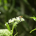 2024.04-06月.植物園