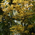 2016福山植物園