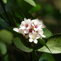 2012.03.23植物園