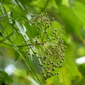 2022.04-06月 植物園