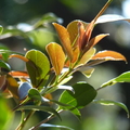 2020.2月.植物園