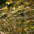 2016福山植物園