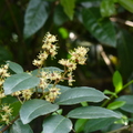 蝴蝶幼蟲食草植物