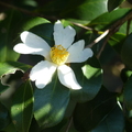 2020.2月.植物園