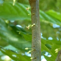 2020.08月.植物園