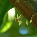 2020.08月.植物園