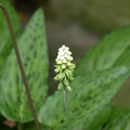 闊葉油點百合