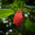 2023.03-06月.植物園