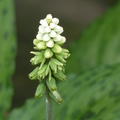 闊葉油點百合