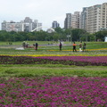 2023.01.26古亭河濱花海.自來水園區