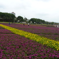 2023.01.26古亭河濱花海.自來水園區