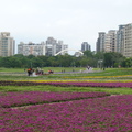 2023.01.26古亭河濱花海.自來水園區