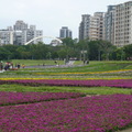 2023.01.26古亭河濱花海.自來水園區