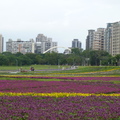 2023.01.26古亭河濱花海.自來水園區