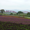 2023.01.26古亭河濱花海.自來水園區