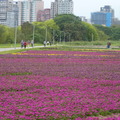 2023.01.26古亭河濱花海.自來水園區