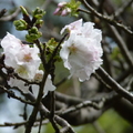 2024陽明山(花卉試驗中心.二子坪....)