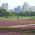 2023.01.26古亭河濱花海.自來水園區