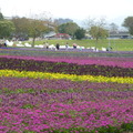 2023.01.26古亭河濱花海.自來水園區