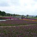 2023.01.26古亭河濱花海.自來水園區