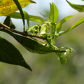 2016福山植物園