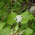 2024.04-06月.植物園