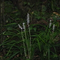 2023.07月北投.前山公園.橫嶺古道