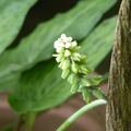 2016野花野草