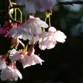 2016櫻花