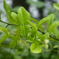 2023.03-06月.植物園