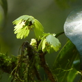 2016福山植物園