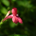 2017.7-9月-花