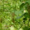 2023.03-06月.植物園