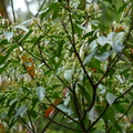蝴蝶幼蟲食草植物