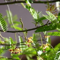 2019植物